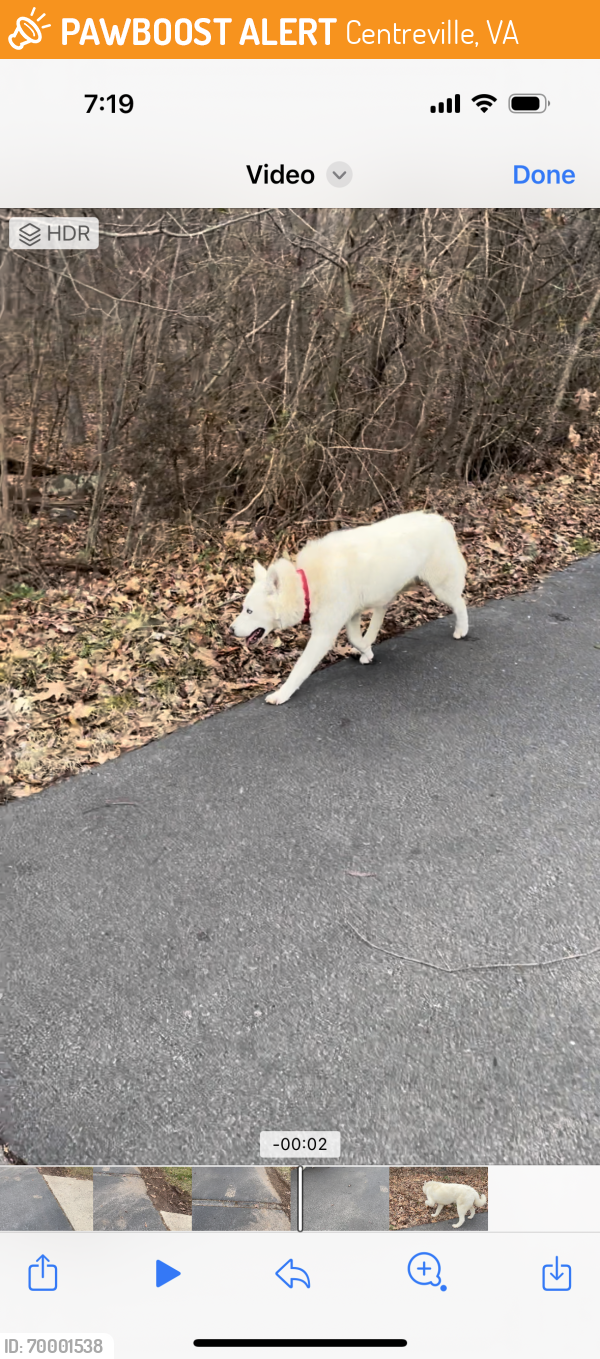 Found/Stray Unknown Dog last seen Tracy Schar lane and old Centreville road , Centreville, VA 20121