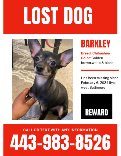 Lost Male Dog last seen Windsor avenue , Baltimore, MD 21217