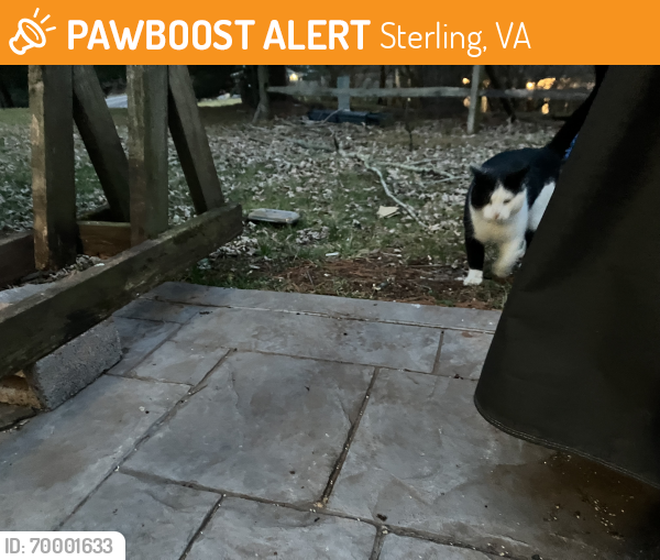 Found/Stray Male Cat last seen Sterling Va , Sterling, VA 20164