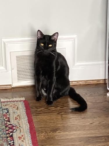 Lost Male Cat last seen Lynnhurst St and Pomander Lane, Chevy Chase, MD 20815