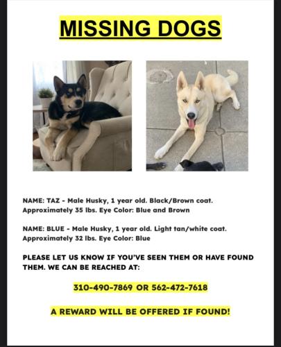 Lost Male Dog last seen Ave. J8 and Beech Ave., Lancaster, CA 93534