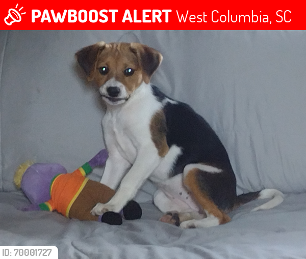 Lost Female Dog last seen Near and N. Lucas St, West Columbia, SC 29169