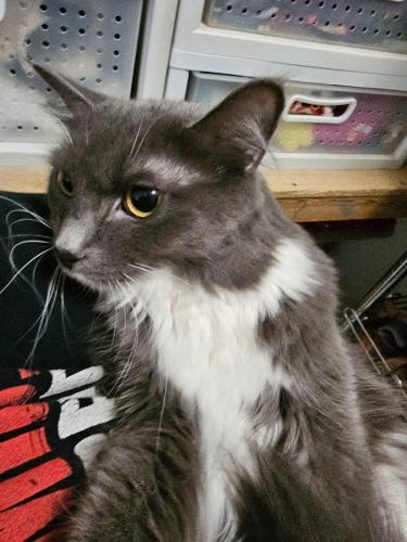 Lost Female Cat last seen The Summit Of Grove CIty on London-Groveport Rd, Grove City, OH 43123