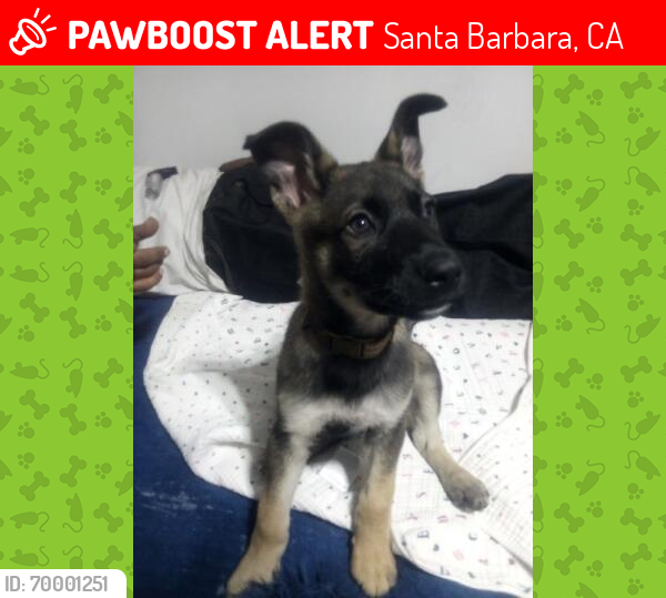 Lost Male Dog last seen San Andreas mitcheltorena, Santa Barbara, CA 93105