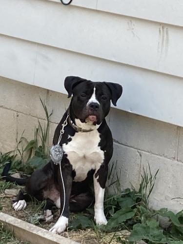 Lost Male Dog last seen Not sure, Milwaukee, WI 53209