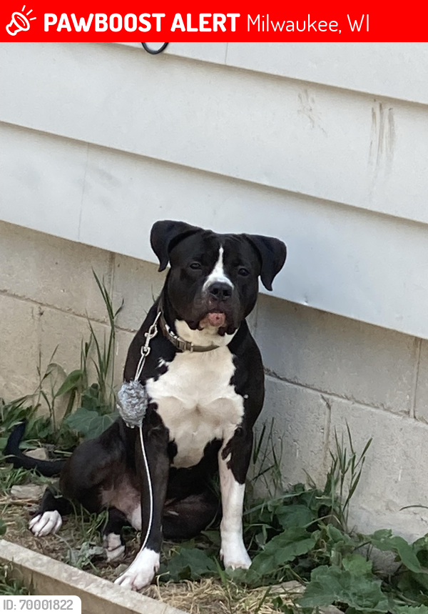 Lost Male Dog last seen Not sure, Milwaukee, WI 53209