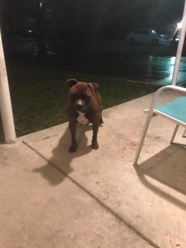Lost Male Dog last seen S. Frost Road, Livingston, LA 70754