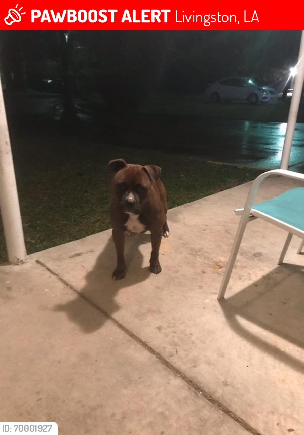Lost Male Dog last seen S. Frost Road, Livingston, LA 70754