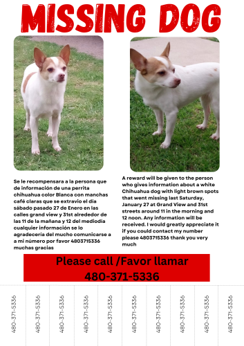 Lost Female Dog last seen 32st st and grandview rd , Phoenix, AZ 85032
