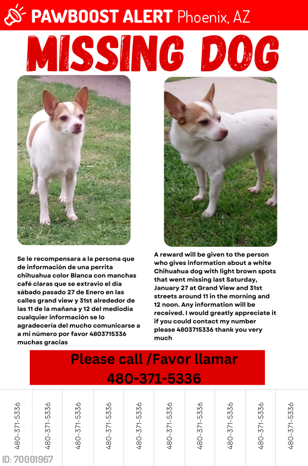Lost Female Dog last seen 32st st and grandview rd , Phoenix, AZ 85032