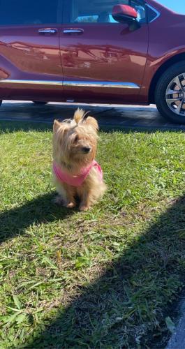 Lost Female Dog last seen Floridapkwy and Poinsettia , Kissimmee, FL 34743