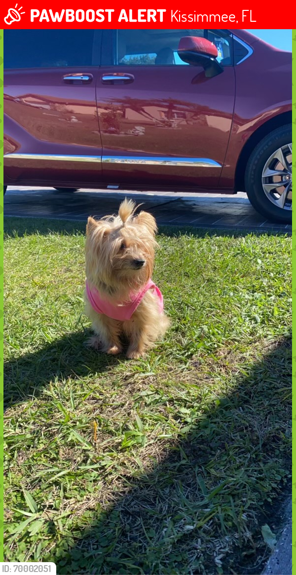 Lost Female Dog last seen Floridapkwy and Poinsettia , Kissimmee, FL 34743