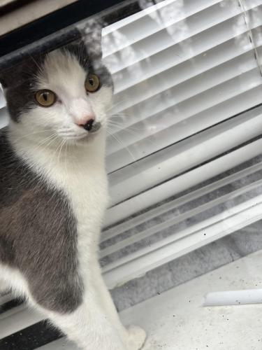 Lost Male Cat last seen Near castle rock sq, Reston, VA 20191