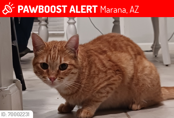 Lost Male Cat last seen Saguaro Peaks Blvd & Hidden Saguaro Trail, Marana, AZ 85653