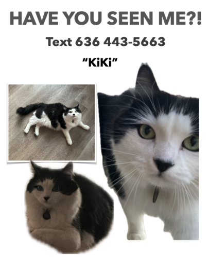 Lost Female Cat last seen 37th and Walnut, close to the Cultivate KC Westport Commons Farm, Kansas City, MO 64111