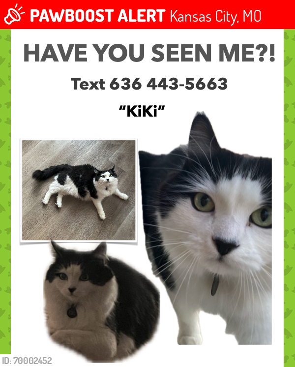 Deceased Female Cat last seen 37th and Walnut, close to the Cultivate KC Westport Commons Farm, Kansas City, MO 64111