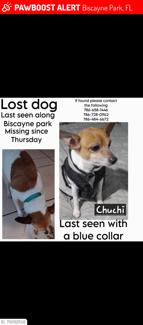 Lost Female Dog last seen Peachtree drive, Biscayne Park, FL 33161