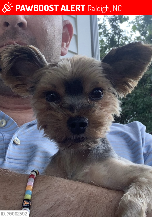 Lost Female Dog last seen Near Atlantic Ave and Hodges St in Raleigh, NC, Raleigh, NC 27604