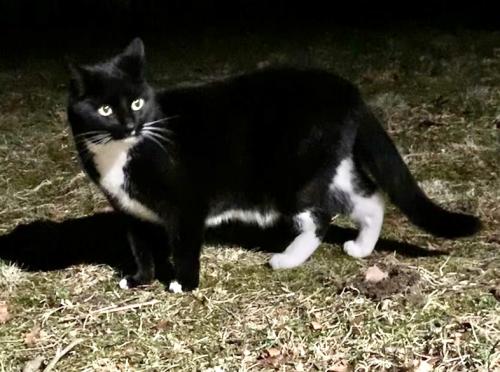 Lost Female Cat last seen Monroe street & Washington ave , North Haven, CT 06473