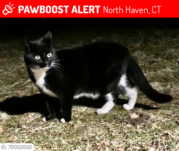 Lost Female Cat last seen Monroe street & Washington ave , North Haven, CT 06473