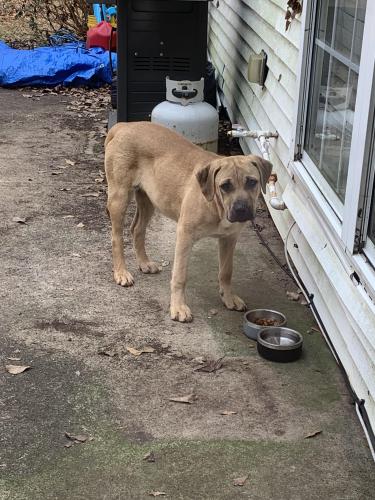 Found/Stray Female Dog last seen Tanners Mill and McEver Lake road, Hall County, GA 30507