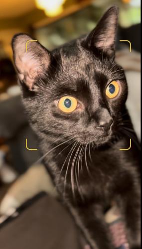 Lost Male Cat last seen Woodlakes off Loblolly Dr, Moore County, NC 28394