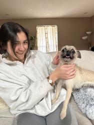 Reunited Female Dog last seen Near Sunset Funeral, El Paso, TX 79912