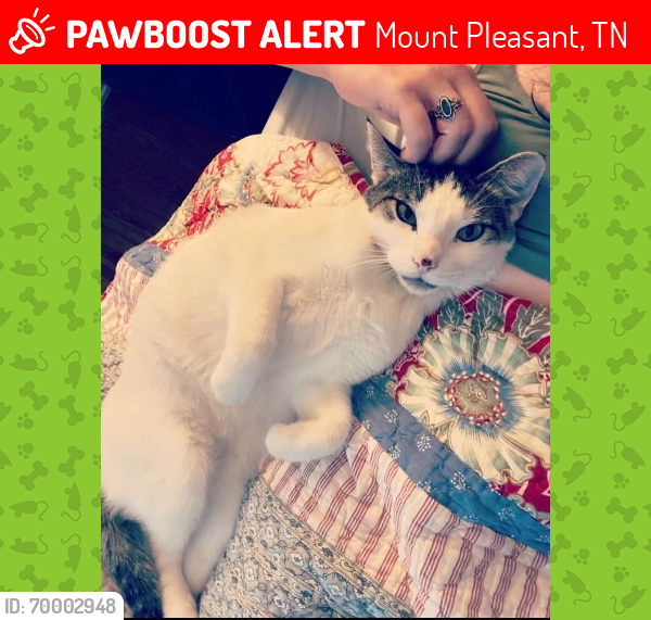 Lost Male Cat last seen Washington ave, Mount Pleasant, TN 38474