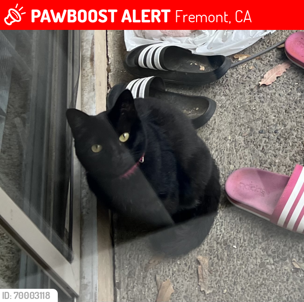 Lost Female Cat last seen Sofi apmts - Mowry/Guardino, Fremont, CA 94536