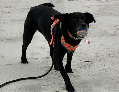 Lost Female Dog last seen Hamlin Park Trail, Mount Pleasant, SC 29466