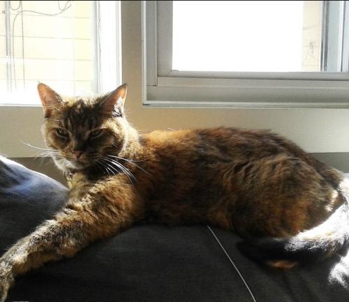 Lost Female Cat last seen Unknown, Grand Rapids, MI 49503
