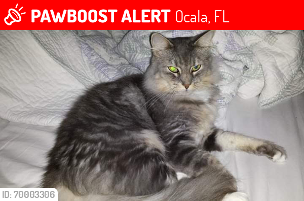 Lost Female Cat last seen Pearl Britain Publix, Ocala, FL 34479