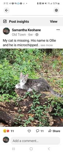 Lost Male Cat last seen 7th Street, Beaumont, TX 77701