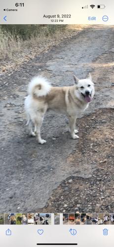 Lost Male Dog last seen East Stillwater , Redding, CA 96003
