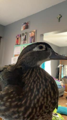 Lost Female Bird last seen South Brown Clinic , Watertown, SD 57201