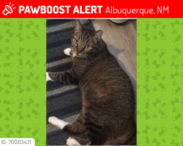 Lost Male Cat last seen Rio Grande Blvd & Indian School Rd, Albuquerque, NM 87104