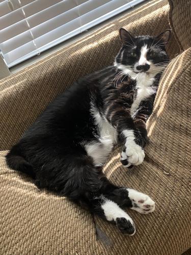 Lost Male Cat last seen Near and South Egret Bay Blvd, League City, TX 77573