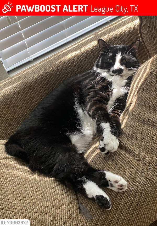 Lost Male Cat last seen Near and South Egret Bay Blvd, League City, TX 77573
