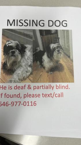 Lost Male Dog last seen Near school , The Bronx, NY 10458