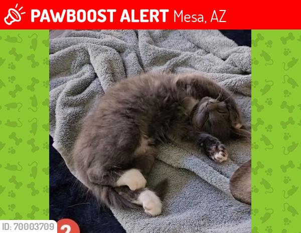 Lost Male Cat last seen Near e Raleigh Ave mesa az, Mesa, AZ 85212