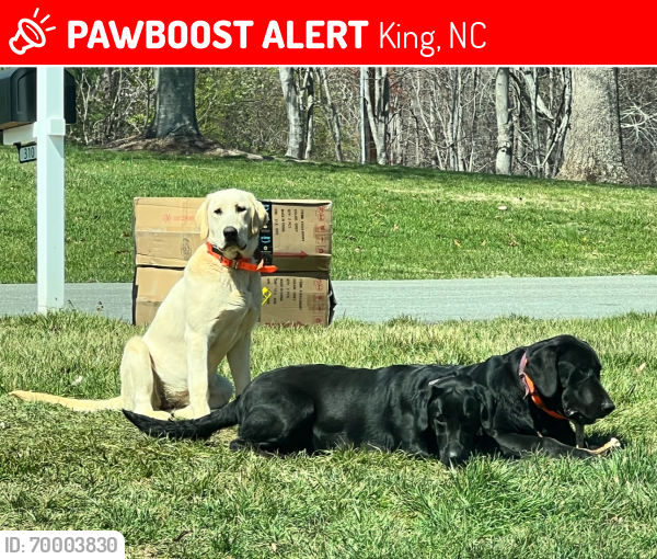 Lost Male Dog last seen Holly Ridge Drive, King, NC 27021, King, NC 27021