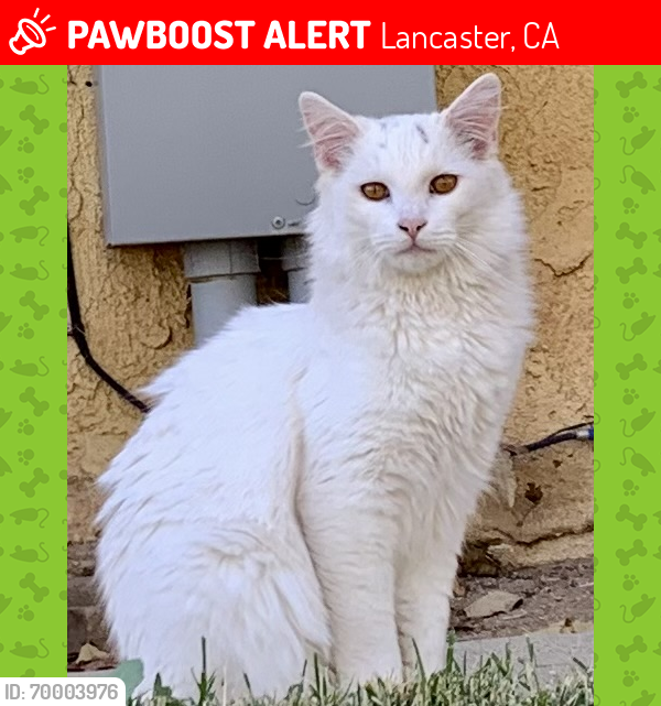 Lost Male Cat last seen 47th st. west , Quartz Hill, CA 93536