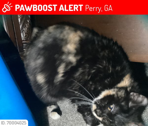 Lost Female Cat last seen Perry ga, Perry, GA 31069