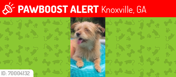 Lost Male Dog last seen Hwy42 and Grace rd area , Knoxville, GA 31050