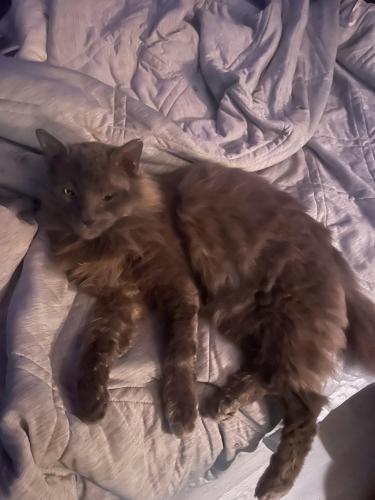 Lost Male Cat last seen East Indiana ave , Southern Pines, NC 28387