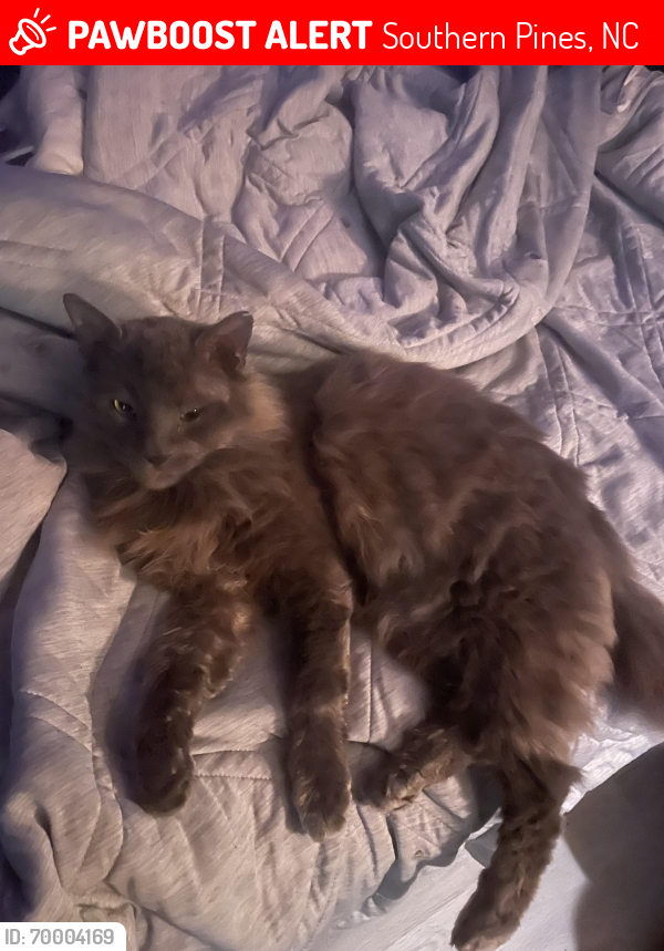 Lost Male Cat last seen East Indiana ave , Southern Pines, NC 28387
