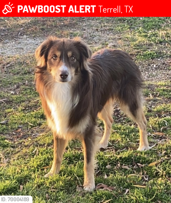Lost Male Dog last seen Buc-ee’s in Terrell, TX, Terrell, TX 75160