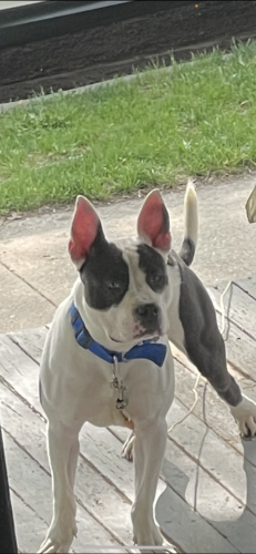 Lost Male Dog last seen 25th and Highland , Milwaukee, WI 53206