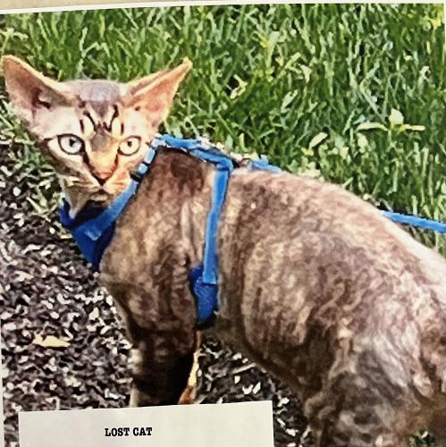 Lost Male Cat last seen Wolf Point Drive and Voyaguer, Millcreek Township, PA 16505