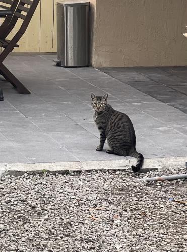 Lost Male Cat last seen Corner of 30th street and 10th ave, Miami, FL 33127